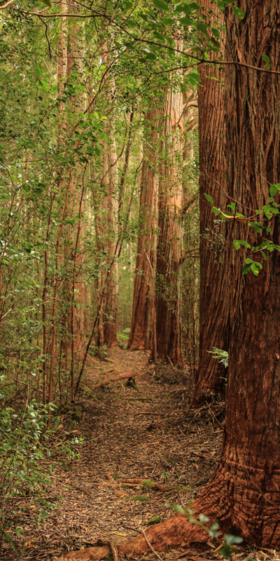 Subtle Awareness Eucalyptus Forest