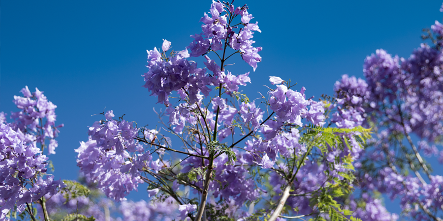 Subtle Awareness Jacaranda Blooms