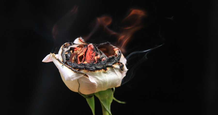 Burning Rose