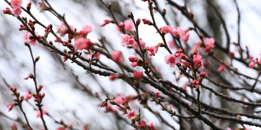 Self-Love Cherry Blossoms